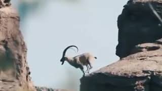 Sindh Ibex jumping on the Mountain [upl. by Lacey78]