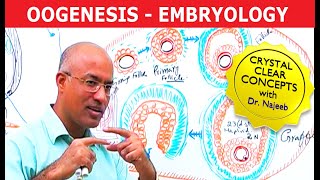 Oogenesis  Gametogenesis  Embryology🩺 [upl. by Gawlas]