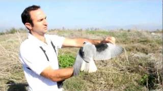 Black shouldered kite hula Valley [upl. by Dyraj804]