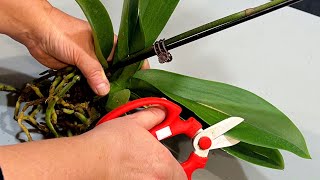 How To Make Orchids Grow Faster [upl. by Norven]