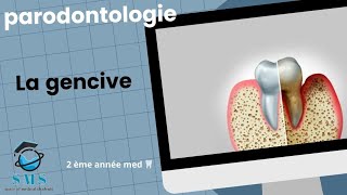 Cours  la gencive  anatomie physiopathologie module de paro  2 ème année [upl. by Daphna990]