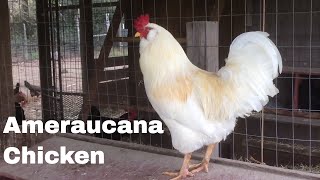 Chicken Breed Analysis The Ameraucana [upl. by Sabba]