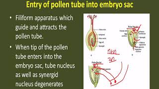 Class12th Double Fertilization Porogamy Chalazogamy Mesogamy [upl. by Onitnas]