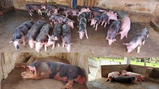 Criação de Porcos Suínos do Davi 🐷🐖⏳🙏 [upl. by Dugan774]