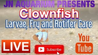 Clownfish Larvae Fry and Rotifer care [upl. by Uy]