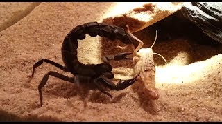 Androctonus mauritanicus  Spectacular Kill [upl. by Anaidiriv]