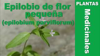 Epilobio de flor pequeña epilobium parviflorum [upl. by Skippie]