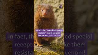 Mongoose didyouknow facts [upl. by Prentiss]