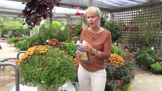 How To Trim Your Fall Chrysanthemums For A Second Bloom [upl. by Lymn]