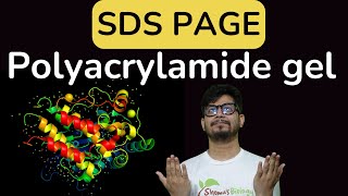 SDS PAGE gel electrophoresis  sds page principle explained  poly acrylamide gel electrophoresis [upl. by Berliner423]