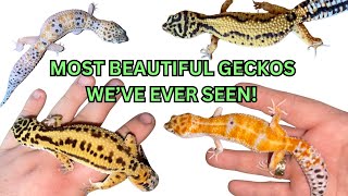 These are the MOST BEAUTIFUL Leopard geckos we’ve ever hatched [upl. by Lalise]