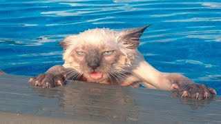 Cats Who HATE Water A Compilation [upl. by Lehplar]