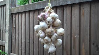 How to String and Store Garlic [upl. by Rabka718]