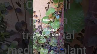 Omavallia medicinal plant [upl. by Airres]