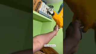 Macaw parrot viralvideo parrot short [upl. by Amsirp]