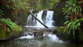 The Forest Waterfall HD  The Calming Sound of Water [upl. by Louanna477]