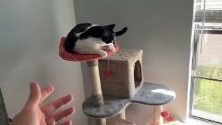 Yaheetech 65in Cute Cat Tree Cat Climbing Frame Bed Furniture for Indoor Cats Review [upl. by Ernestus401]