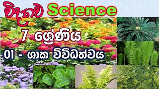 Grade 7 Science  ශාක විවිධත්වය grade 7 science2024 lesson 1 in sinhala medium science grade 7 [upl. by Julius980]