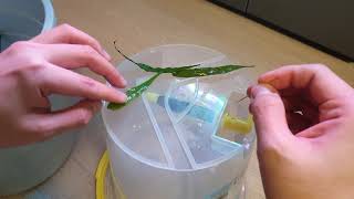 1 Microsorum sp How to Reproduce Fast Attach leaf to the driftwood [upl. by Ahsiemal]