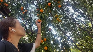 Aju boju le pura suntala🍊diyo kina hola tahorange gardenmini kitchen garden 🪴 Daily vlog [upl. by Solahcin]