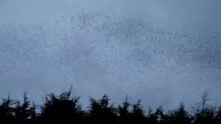 Starling murmuration over Kettering General HospitalWindermere road [upl. by Henryetta536]