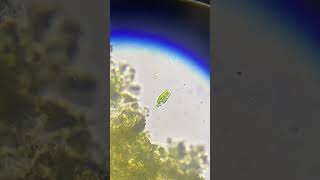 Euglena sp  flagellum visible Microscopic green protist euglenoid flagellate from freshwater [upl. by Oscar]