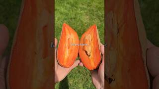 Mamey Sapote ✨ growyourown mamey mameysapote tropicalfruit fruit shorts ytshorts [upl. by Ressan97]