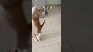 Jumpstart the car 🤣 orangecat kittyjump activecat kucing oyen [upl. by Llehcear]