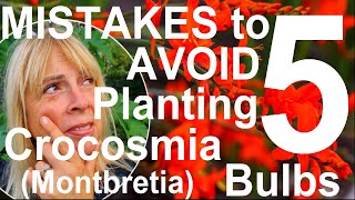 Five Mistakes to Avoid Planting and Growing Crocosmia Bulbs  Montbretia [upl. by Krum44]