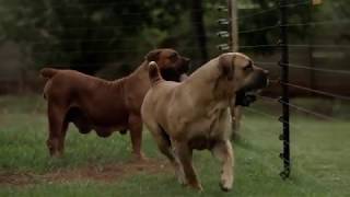 One of the Best Boerboels Ever Mes Bite The Bullet 938 [upl. by Attelrak]