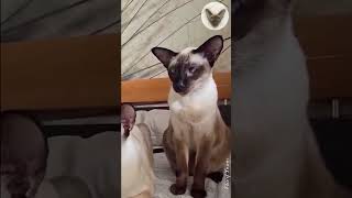 Funny video with cats 😂😊😂 cats watching toy  oriental cats  cat family 😂 catfamily orientalcat [upl. by Etana]