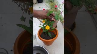 How to Grow Wedelia Plant  Creeping Daisy  Singapore daisy🌼 shorts gardening garden reels [upl. by Collbaith]