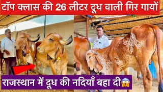 26 लीटर दूध देने वाली गिर गाय राजस्थान में  Aaraadhy gir cow breeding farm Rajasthan [upl. by Otsenre181]