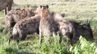 Spotted hyenas hunting a young wildebeest [upl. by Salhcin]