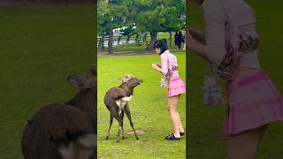 奈良の鹿に餌やりタイム外国人にとってもっとも楽しい時間⏰奈良公園🦌 [upl. by Stent]