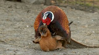 Pheasant breeding Chickens re upload [upl. by Margarete]