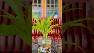 Lucky bamboo plant [upl. by Ahmed874]