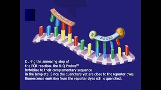 REALTime PCR PPT [upl. by Diva]