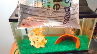 NEW BABY FLOWERHORN [upl. by Hbaruas]