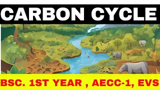 Carbon Cycle ll EVS ll environmental Studies ll bsc 1st year l science aecc1 [upl. by Tneicniv]