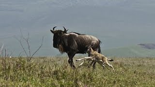 Wildebeest Built to Survive [upl. by Illona]