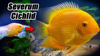 Severum Cichlid  Growth Rate amp Evolution [upl. by Sasnett]