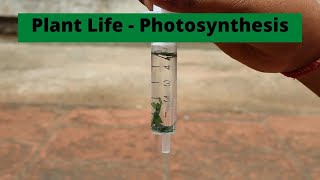 Plant Life  Photosynthesis  ThinkTac  DIY Science [upl. by Axe]