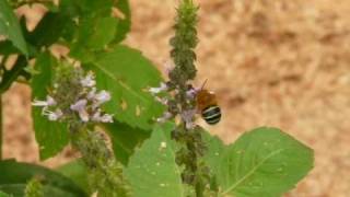 Blue banded bee foraging by Erica Siegel [upl. by Dnomso]