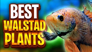 The Best Plants For Walstad Method Tanks Five Easy Plants For Planted Tanks [upl. by Ainez716]