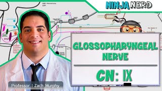 Neurology  Glossopharyngeal Nerve Cranial Nerve IX [upl. by Harriman277]