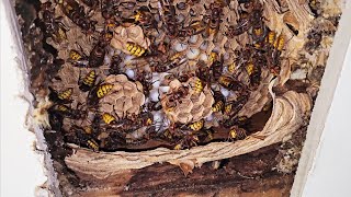 Hornet INFESTATION above YOUR bedroom ceiling Hornet Wasp Nest Removal [upl. by Goode]