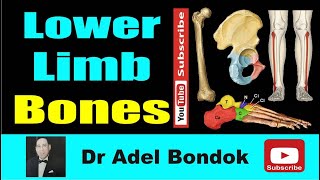 Lower Limb Bones Osteology Dr Adel Bondok Making Anatomy Simple [upl. by Nylrem]