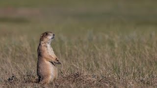 Ecosystem Essential The Prairie Dog Town [upl. by Herrod600]