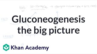 Gluconeogenesis the big picture  Biomolecules  MCAT  Khan Academy [upl. by Llertniuq]